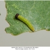 apatura ilia larva1 tula